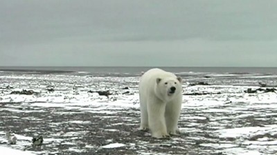 белые медведи чуть не съели ведущего Моей планеты