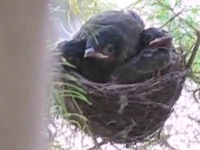 Птенцы дабстеп