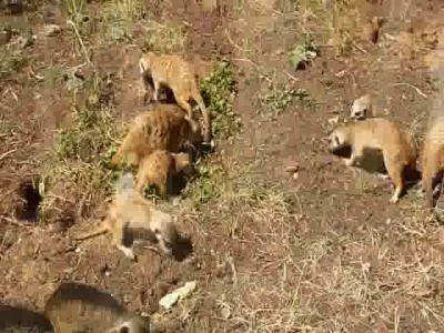 Файтинг маленьких сурикат