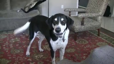 Папа, подари мне котёнка!