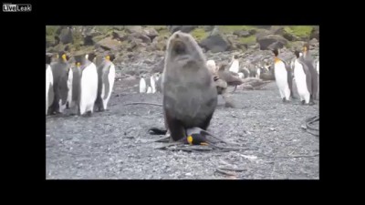 SEAL AND PENGUIN HAVING SEX?! (Arctocephalus gazella)