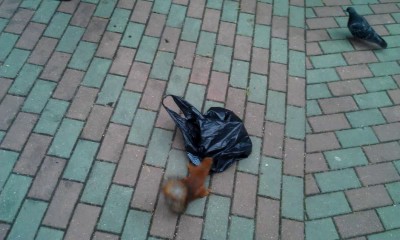 Как мы белок кормили