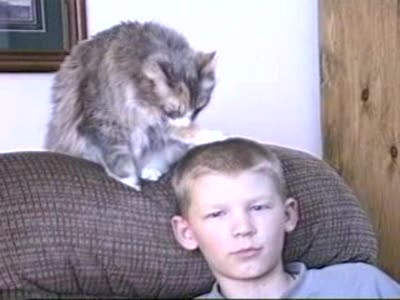 кошачий сервис