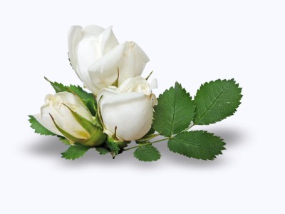 Розочки с часами для рамочки