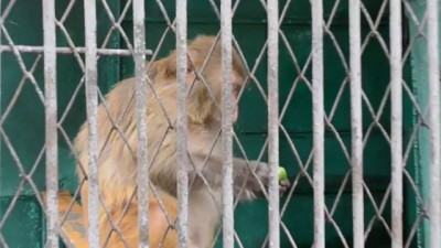 Мартышка в зоопарке