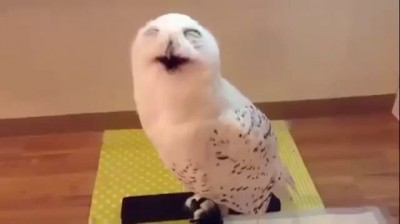 Laughing Owl