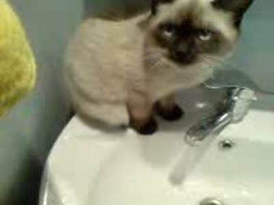 Кот-алкоголик