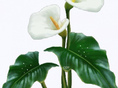 Калловый букет