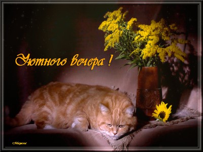 Уютного вечера !