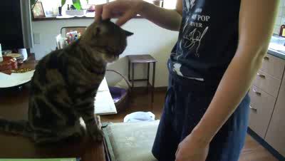 погладь кота