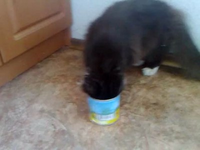 Кошка по имени Персик