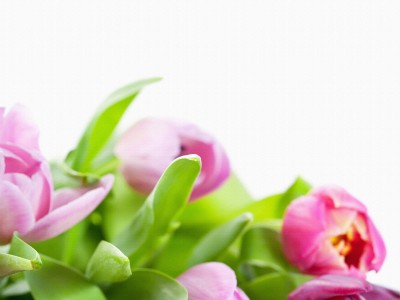 басков все цветы 