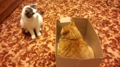 Большие войны котов