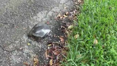 Черепаха атакует