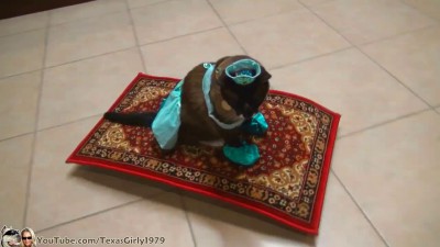 кошка Алладин