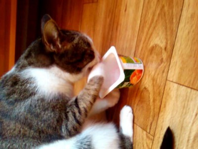 Голод не тетка!!!