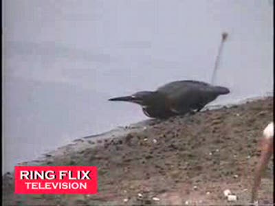 Птица-рыбак