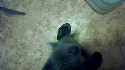 купили котёнка 1.5 месяца