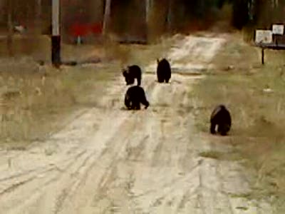 В этом году их много...