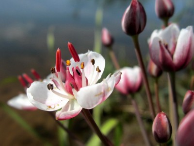 Милые Женщины,все Вам !!! Музыка из Кряков и паролей.
