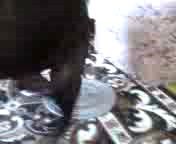 буксует собака