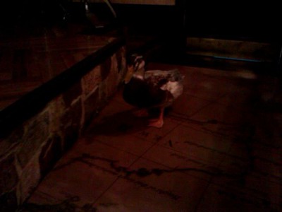 скажи уэк уэк