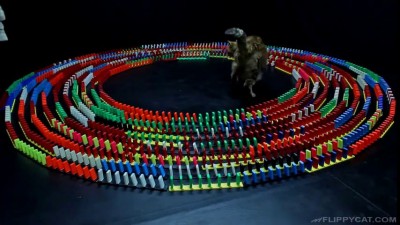 Как развлечь кошку