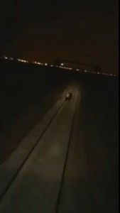 В Норильске задавили медведя