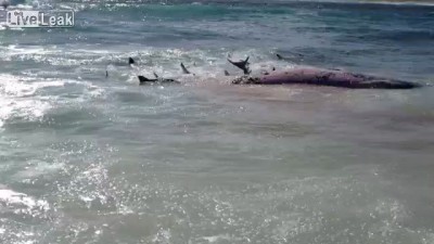 Акулы завтракают