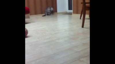 Кошка или собака?