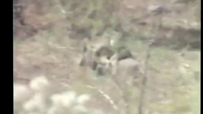 Обезьяны сбегают на кабане Неуловимые мстители