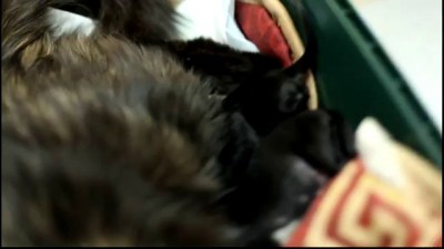 Кошка кормит щенков