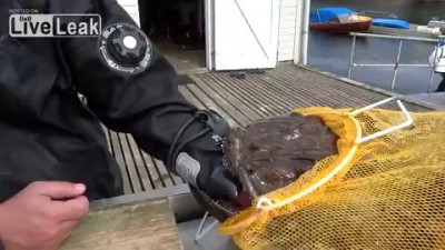 Не суй руки куда собака... не суёт...