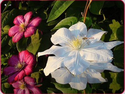 Я люблю природу