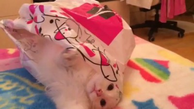 Котенок в пакетике