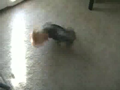 Вечный двигатель из семейства йорков