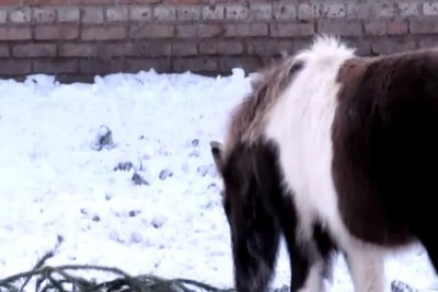Пони - зима,мороз