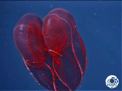 Bloodybelly Comb Jelly