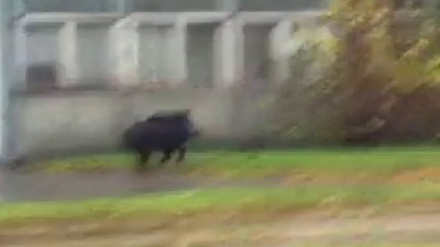 Кабан в Риге