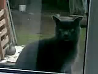 Сань открой