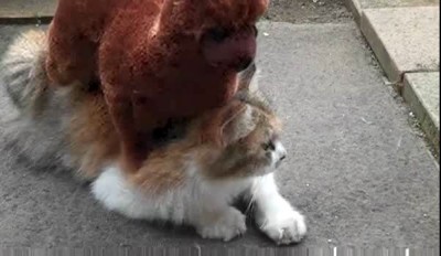 Котомассаж