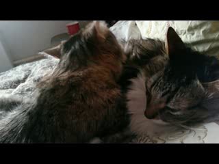 кошачья любовь