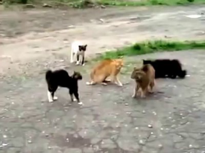 Одиг против шестерых