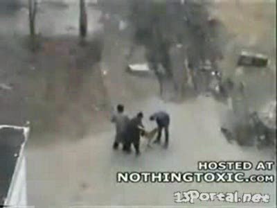 атака питбуля