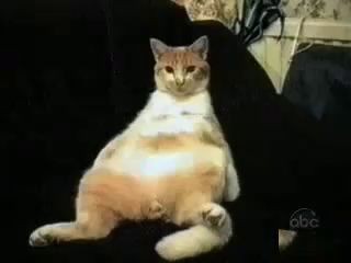 Кошки , приколы