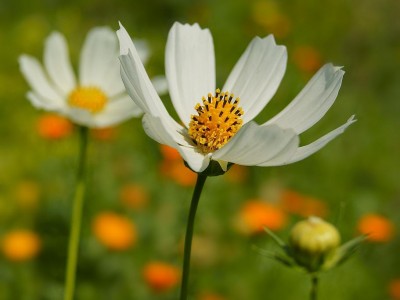 clock daisies00010