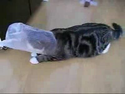 кот и мешок