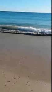 White Pointer Shark swims onto Coronation beach North of Geraldton, Western Australia.