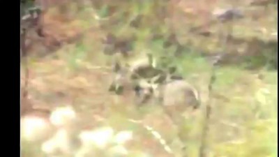 Обезьяны сбегают на кабане Неуловимые мстители