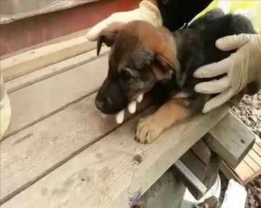 Анти-догхантер.